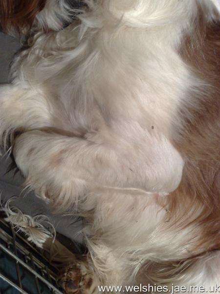 2009-12-10 02.jpg - Hal's leg at 1½ months after the op - fur still not full length and no feathers